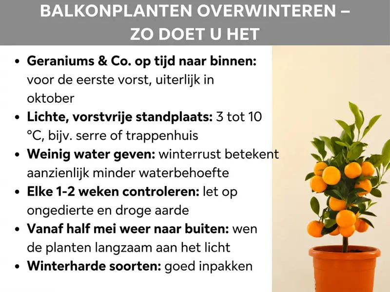 Infographic: Infographic met de titel "Balkonplanten overwinteren – zo doe je dat" op een grijze achtergrond. Rechts staat een klein citrusboompje met oranje vruchten in een terracottapot. Links staan zes tips als opsomming: ten eerste, geraniums e.d. op tijd naar binnen – voor de eerste vorst, uiterlijk in oktober. Ten tweede, een lichte, vorstvrije standplaats – 3 tot 10 °C, bijv. een serre of trappenhuis. Ten derde, weinig water geven – winterrust betekent veel minder waterbehoefte. Ten vierde, elke 1-2 weken controleren – let op ongedierte en droge aarde. Ten vijfde, vanaf half mei weer naar buiten – planten langzaam aan het licht laten wennen. Ten zesde, winterharde soorten – goed inpakken.