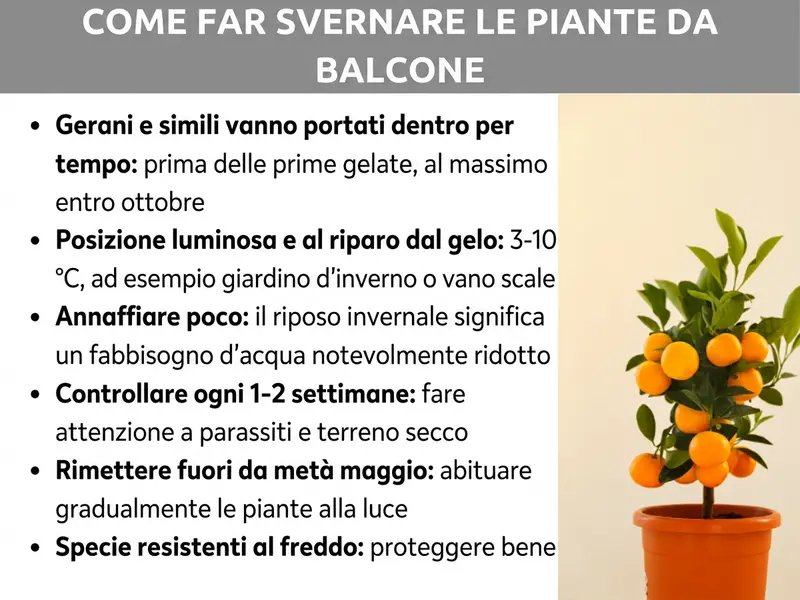 Infografica: infografica dal titolo «Come svernare le piante da balcone» su sfondo grigio. A destra è raffigurato un piccolo albero di agrumi con frutti arancioni in un vaso di terracotta. A sinistra sono elencati sei consigli: primo, gerani e simili al riparo prima del gelo, al più tardi a ottobre; secondo, posizione luminosa e al riparo dal gelo, da 3 a 10 °C, ad esempio in veranda o nel vano scale; terzo, annaffiare poco perché il riposo invernale riduce molto il fabbisogno d’acqua; quarto, controllare ogni una o due settimane per verificare la presenza di parassiti e il terreno asciutto; quinto, riportare all’aperto da metà maggio, abituando gradualmente le piante alla luce; sesto, le specie resistenti al freddo vanno protette bene.