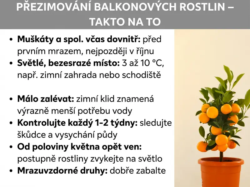 Infografika s názvem „Přezimování balkonových rostlin – Jak na to“: Vlevo je šest tipů, jak pečovat o rostliny v zimě (včasné přenesení dovnitř, světlé místo 3–10 °C, mírná zálivka, kontrola škůdců, postupné zvykání na jarní slunce, zabalení mrazuvzdorných druhů). Vpravo stojí citrusovník v terakotovém květináči.