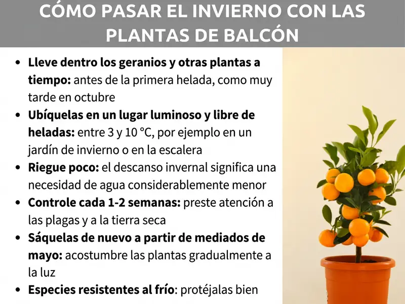Infografía: Infografía con el título «Hibernar plantas de balcón: así se hace» sobre fondo gris. A la derecha aparece un pequeño árbol cítrico con frutos anaranjados en una maceta de terracota. A la izquierda se enumeran seis consejos: primero, meter los geranios y compañía a tiempo, antes de la primera helada y como máximo en octubre; segundo, ubicación luminosa y libre de heladas, entre 3 y 10 °C, por ejemplo invernadero acristalado o hueco de escalera; tercero, regar poco, ya que el reposo invernal implica mucha menos necesidad de agua; cuarto, revisar cada una o dos semanas prestando atención a plagas y tierra seca; quinto, volver a sacarlas a partir de mediados de mayo y acostumbrarlas poco a poco a la luz; sexto, especies resistentes al frío, abrigarlas bien.