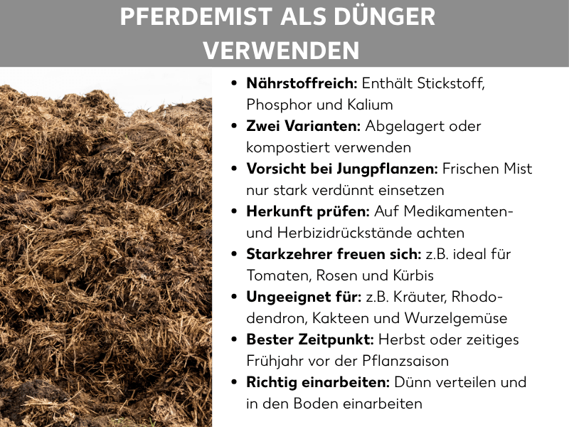 Infografik: „Pferdemist als Dünger verwenden". Links ist ein großer Haufen Pferdemist mit Stroh zu sehen. Rechts stehen acht Stichpunkte: Nährstoffreich – enthält Stickstoff, Phosphor und Kalium. Zwei Varianten – abgelagert oder kompostiert verwenden. Vorsicht bei Jungpflanzen – frischen Mist nur stark verdünnt einsetzen. Herkunft prüfen – auf Medikamenten- und Herbizidrückstände achten. Starkzehrer freuen sich – z. B. ideal für Tomaten, Rosen und Kürbis. Ungeeignet für – z. B. Kräuter, Rhododendron, Kakteen und Wurzelgemüse. Bester Zeitpunkt – Herbst oder zeitiges Frühjahr vor der Pflanzsaison. Richtig einarbeiten – dünn verteilen und in den Boden einarbeiten.