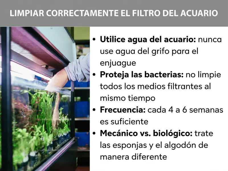 Infografía: limpiar correctamente el filtro del acuario. A la izquierda, una foto de un acuario con plantas en la que un brazo introduce la mano para limpiar el filtro. A la derecha, una lista con cuatro puntos: 1. Usar agua del acuario: nunca utilizar agua del grifo para el lavado. 2. Proteger las bacterias: no limpiar todos los materiales filtrantes a la vez. 3. Frecuencia: cada 4 a 6 semanas es suficiente. 4. Mecánico vs. biológico: tratar de forma distinta las esponjas y la guata.