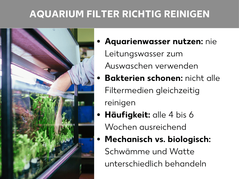 Infografik: Aquarium Filter richtig reinigen. Links ein Foto eines Aquariums mit Pflanzenbewuchs, in das ein Arm hineingreift, um den Filter zu reinigen. Rechts eine Liste mit vier Punkten: 1. Aquarienwasser nutzen: nie Leitungswasser zum Auswaschen verwenden. 2. Bakterien schonen: nicht alle Filtermedien gleichzeitig reinigen. 3. Häufigkeit: alle 4 bis 6 Wochen ausreichend. 4. Mechanisch vs. biologisch: Schwämme und Watte unterschiedlich behandeln.