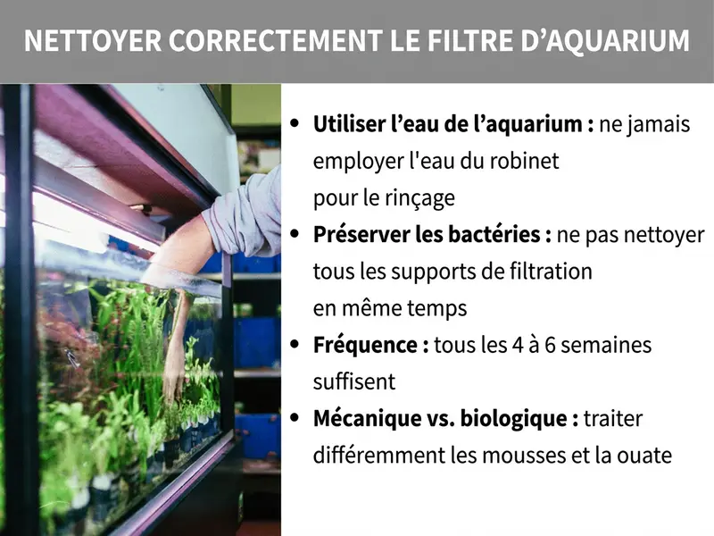 Infographie : bien nettoyer un filtre d’aquarium. À gauche, photo d’un aquarium planté dans lequel une main plonge pour nettoyer le filtre. À droite, une liste de quatre points : 1. Utiliser l’eau de l’aquarium : ne jamais rincer à l’eau du robinet. 2. Préserver les bactéries : ne pas nettoyer tous les médias filtrants en même temps. 3. Fréquence : toutes les 4 à 6 semaines. 4. Mécanique vs biologique : traiter les mousses et la ouate différemment.