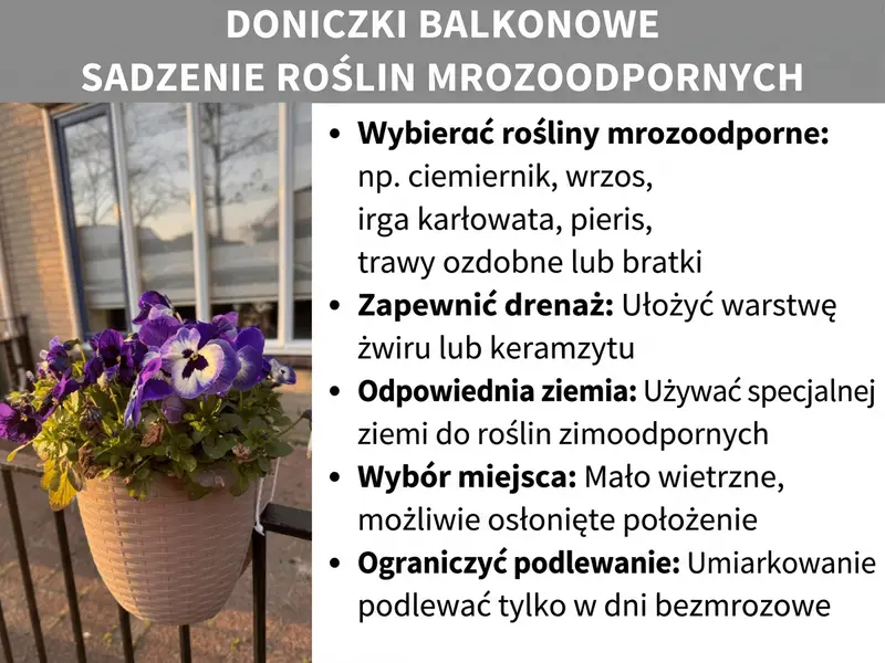 Infografika: Nagłówek „Zimowe sadzenie w skrzynce balkonowej" na szarym pasku. Po lewej zdjęcie beżowej doniczki z fioletowo-białymi bratkami, wiszącej na balustradzie balkonu, w tle okno i bezlistne drzewa w wieczornym świetle. Po prawej lista pięciu wskazówek: wybierz mrozoodporne rośliny, np. ciemiernik, wrzos, irgę, pierisa japońskiego, trawy ozdobne lub bratki; zapewnij drenaż za pomocą warstwy żwiru lub keramzytu; użyj specjalnej ziemi do sadzenia odpornej na mróz; wybierz stanowisko osłonięte od wiatru; ogranicz podlewanie i nawadniaj umiarkowanie tylko w dni bez mrozu.