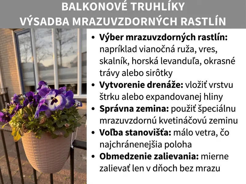 Infografika: Nadpis „Zimná výsadba truhlíkov" na sivom pruhu. Vľavo fotografia béžového kvetináča so sirôtkami vo fialovo-bielej farbe, zavesená na balkónovom zábradlí, v pozadí okno a holé stromy vo večernom svetle. Vpravo zoznam s piatimi tipmi: vybrať mrazuvzdorné rastliny, napr. čemericu, vres, skalník, pieris japonský, okrasné trávy alebo sirôtky; vytvoriť drenáž pomocou vrstvy štrku alebo keramzitu; použiť špeciálny zimný substrát; zvoliť chránené miesto s minimálnym vetrom; obmedziť zálievku a zalievať len v dňoch bez mrazu.