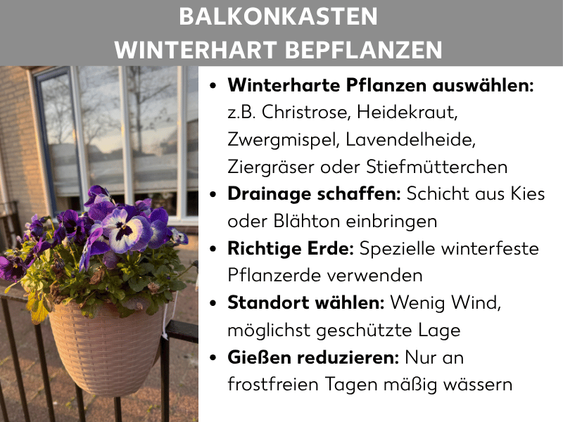 Infografik: Überschrift „Balkonkasten winterhart bepflanzen" auf grauem Balken. Links ein Foto eines an einem Balkongeländer hängenden beigen Blumentopfs mit violett-weißem Stiefmütterchen, im Hintergrund ein Fenster und kahle Bäume in Abendlicht. Rechts eine Liste mit fünf Tipps: Winterharte Pflanzen auswählen, z.B. Christrose, Heidekraut, Zwergmispel, Lavendelheide, Ziergräser oder Stiefmütterchen; Drainage schaffen durch eine Schicht aus Kies oder Blähton; richtige Erde mit spezieller winterfester Pflanzerde verwenden; Standort mit wenig Wind und möglichst geschützter Lage wählen; Gießen reduzieren und nur an frostfreien Tagen mäßig wässern.