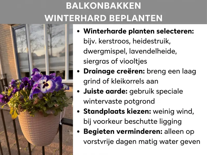 Infographic: titel "Balkonbak winterhard beplanten" op een grijze balk. Links een foto van een beige bloempot met paars-witte viooltjes aan een balkonhek, op de achtergrond een raam en kale bomen in avondlicht. Rechts een lijst met vijf tips: winterharde planten kiezen, bijv. kerstroos, heide, dwergmispel, lavendelheide, siergrassen of viooltjes; drainage aanleggen met een laag grind of hydrokorrels; de juiste aarde met speciale winterbestendige potgrond gebruiken; een standplaats met weinig wind en een beschutte ligging kiezen; minder gieten en alleen op vorstvrije dagen matig water geven.