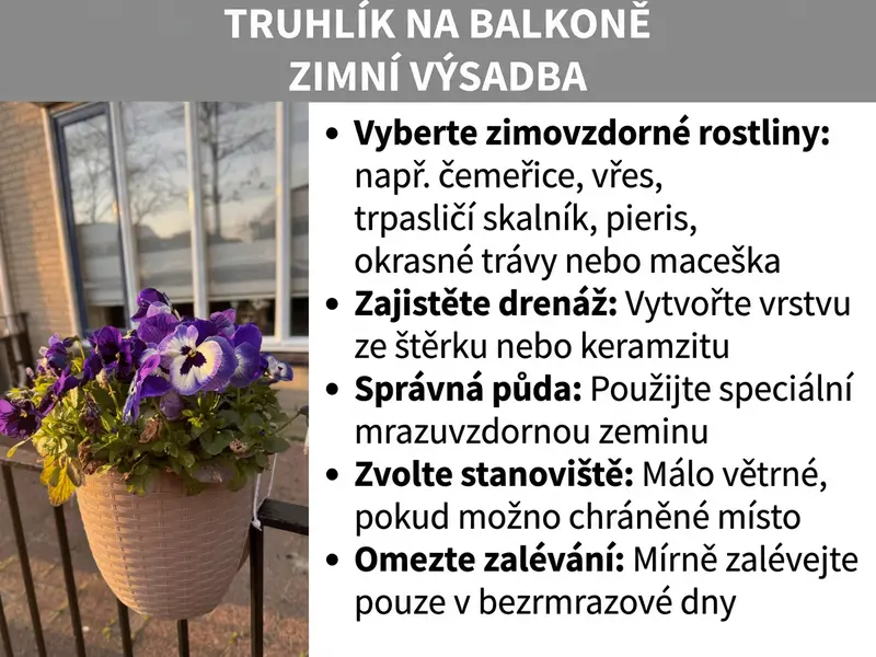 Infografika s tipy pro zimní osázení truhlíku: vlevo fotografie květináče s maceškou, vpravo seznam pěti bodů – výběr rostlin, drenáž, substrát, stanoviště a zálivka.