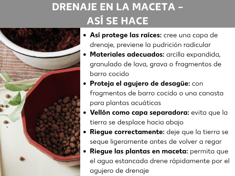 Infografía: gráfico con el título «Drenaje en macetas: cómo hacerlo». A la izquierda se ve una foto con dos macetas: arriba, una maceta blanca con tierra; abajo, una maceta roja llena de bolas de arcilla expandida. Al lado se aprecian hojas verdes y algunos granos sueltos. A la derecha, el gráfico enumera seis consejos: «Protege las raíces: crea una capa de drenaje para evitar la pudrición»; «Materiales adecuados: arcilla expandida, grava volcánica, gravilla o trozos de cerámica»; «Protege el orificio de drenaje: con trozos de cerámica o un cesto para plantas acuáticas»; «Fieltro como capa separadora: evita que la tierra se desplace hacia abajo»; «Riega correctamente: deja que la capa superior de la tierra se seque ligeramente antes de volver a regar»; «Regar plantas en maceta: deja que el exceso de agua salga por el orificio de drenaje».