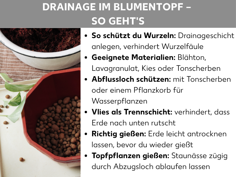 Infografik: Eine Canva-Grafik mit dem Titel „Drainage im Blumentopf – So geht's". Links ist ein Foto zu sehen, das zwei Blumentöpfe zeigt: oben ein weißer Topf mit Erde, unten ein roter Topf gefüllt mit Blähton-Kügelchen. Daneben sind grüne Blätter und einzelne Körner zu erkennen. Rechts listet die Grafik sechs Tipps auf: „So schützt du Wurzeln: Drainageschicht anlegen, verhindert Wurzelfäule"; „Geeignete Materialien: Blähton, Lavagranulat, Kies oder Tonscherben"; „Abflussloch schützen: mit Tonscherben oder einem Pflanzkorb für Wasserpflanzen"; „Vlies als Trennschicht: verhindert, dass Erde nach unten rutscht"; „Richtig gießen: Erde leicht antrocknen lassen, bevor du wieder gießt"; „Topfpflanzen gießen: Staunässe zügig durch Abzugsloch ablaufen lassen".