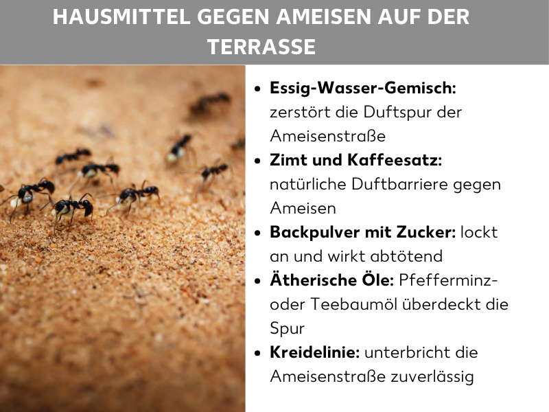 Infografik: Hausmittel gegen Ameisen auf der Terrasse: Links im Bild eine Nahaufnahme von mehreren schwarzen Ameisen, die in einer Reihe über sandigen Untergrund laufen. Rechts daneben eine Liste mit fünf Punkten: 1. Essig-Wasser-Gemisch: zerstört die Duftspur der Ameisenstraße. 2. Zimt und Kaffeesatz: natürliche Duftbarriere gegen Ameisen. 3. Backpulver mit Zucker: lockt an und wirkt abtötend. 4. Ätherische Öle: Pfefferminz- oder Teebaumöl überdeckt die Spur. 5. Kreidelinie: unterbricht die Ameisenstraße zuverlässig.