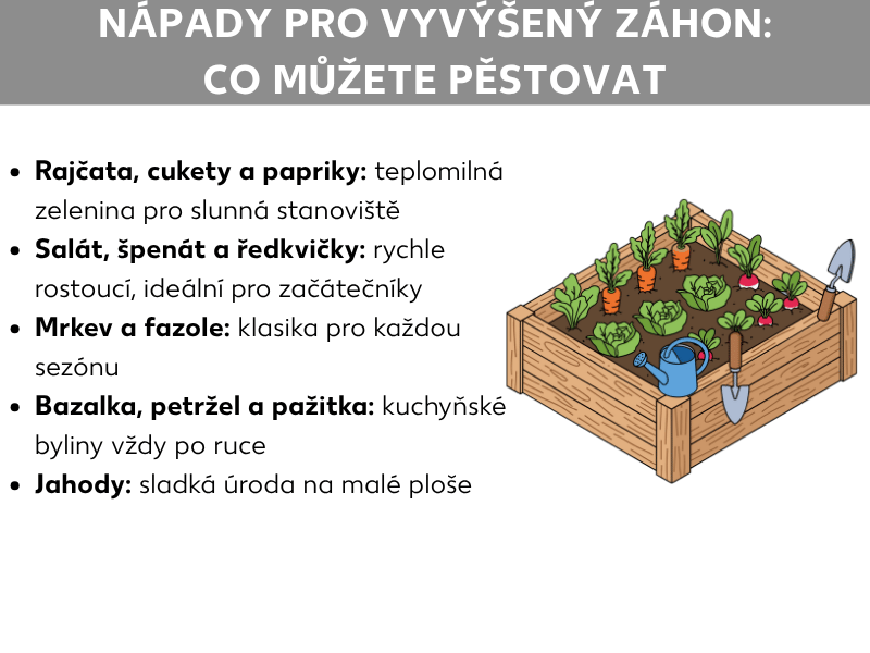 Infografika: Nápady pro vyvýšený záhon – co všechno můžete pěstovat. Seznam obsahuje pět bodů: 1. Rajčata, cukety a papriky: teplomilná zelenina na slunná místa. 2. Salát, špenát a ředkvičky: rychle rostou, ideální pro začátečníky. 3. Mrkev a fazole: klasika na celou sezonu. 4. Bazalka, petržel a pažitka: kuchyňské bylinky vždy po ruce. 5. Jahody: sladká úroda na malé ploše. Vpravo je ilustrace dřevěného vyvýšeného záhonu s různými druhy zeleniny, konví a rýčem.