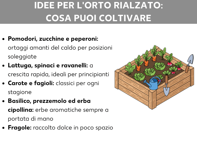 Infografica: idee per l'orto rialzato – ecco cosa puoi coltivare. La lista comprende cinque punti: 1. Pomodori, zucchine e peperoni: ortaggi che amano il caldo, ideali per le posizioni soleggiate. 2. Insalata, spinaci e ravanelli: crescita rapida, perfetti per chi inizia. 3. Carote e fagiolini: classici per ogni stagione. 4. Basilico, prezzemolo ed erba cipollina: erbe aromatiche sempre a portata di mano. 5. Fragole: un dolce raccolto anche in poco spazio. Accanto è illustrato un orto rialzato in legno con diversi ortaggi, un annaffiatoio e una vanga.
