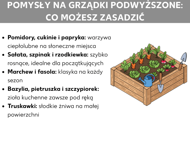 Infografika: Pomysły na grządkę podwyższoną – co możesz posadzić. Lista obejmuje pięć punktów: 1. Pomidory, cukinia i papryka: warzywa ciepłolubne na słoneczne stanowiska. 2. Sałata, szpinak i rzodkiewki: szybko rosnące, idealne dla początkujących. 3. Marchew i fasola: klasyka na każdy sezon. 4. Bazylia, pietruszka i szczypiorek: zioła kuchenne zawsze pod ręką. 5. Truskawki: słodkie zbiory na małej powierzchni. Po prawej stronie ilustracja wypełnionej drewnianej grządki podwyższonej z różnymi warzywami, konewką i łopatą.