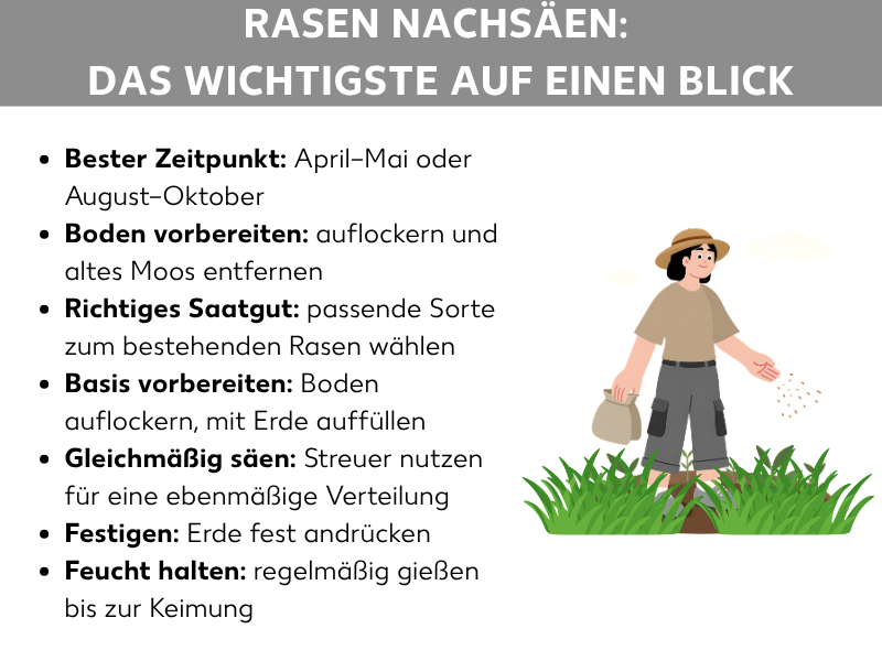 Infografik „Rasen nachsäen: Das Wichtigste auf einen Blick" mit sieben Stichpunkten: bester Zeitpunkt (April–Mai oder August–Oktober), Boden vorbereiten (auflockern und Moos entfernen), richtiges Saatgut wählen, Basis vorbereiten (Boden auflockern und mit Erde auffüllen), gleichmäßig säen mit Streuer, Erde festdrücken sowie feucht halten bis zur Keimung. Rechts daneben eine Illustration einer Person mit Hut, die Samen auf eine Rasenfläche streut.