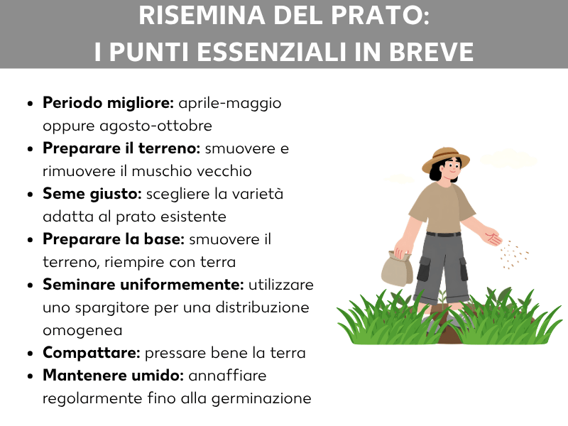 Infografica «Risemina del prato: tutto quello che c'è da sapere» con sette punti chiave: periodo migliore (aprile–maggio o agosto–ottobre), preparare il terreno (arieggiare e rimuovere il muschio), scegliere il seme giusto, preparare la base (smuovere il terreno e riempire con terriccio), seminare in modo uniforme con lo spargisemi, compattare il terreno e mantenerlo umido fino alla germinazione. A lato, un'illustrazione di una persona con cappello che sparge semi su un prato.