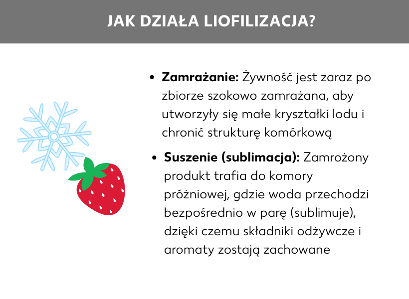 Schemat: Schemat dotyczący pytania Jak działa liofilizacja, Zamrażanie: produkty są zaraz po zbiorach zamrażane szokowo, aby wytworzyły się w nich drobne kryształki lodu, a struktura ich komórek pozostała nienaruszona. Później następuje suszenie, nazywane także sublimacją – zamrożony produkt zostaje przeniesiony do komory próżniowej, w której woda sublimuje do postaci pary wodnej, co pozwala zachować substancje odżywcze i aromaty właściwe produktom. Obok wypunktowanego opisu procesów widoczna jest truskawka i płatek śniegu.