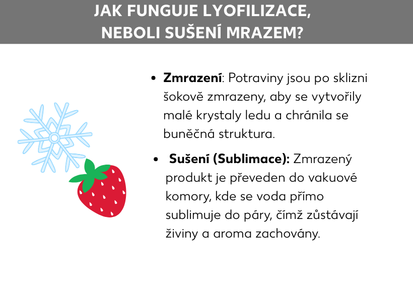 Schéma: schéma k otázce, jak funguje lyofilizace, Mražení: Potraviny se po sklizni šokově zmrazí, aby se v nich vytvořily malé krystaly ledu a ochránila se struktura buněk, poté Sušení, označované také jako sublimace, kdy se mražený produkt přesune do vakuové komory, kde voda vysublimuje do páry, a potravina si tak zachová živiny i aroma. Vedle odrážek je jahoda a sněhová vločka.