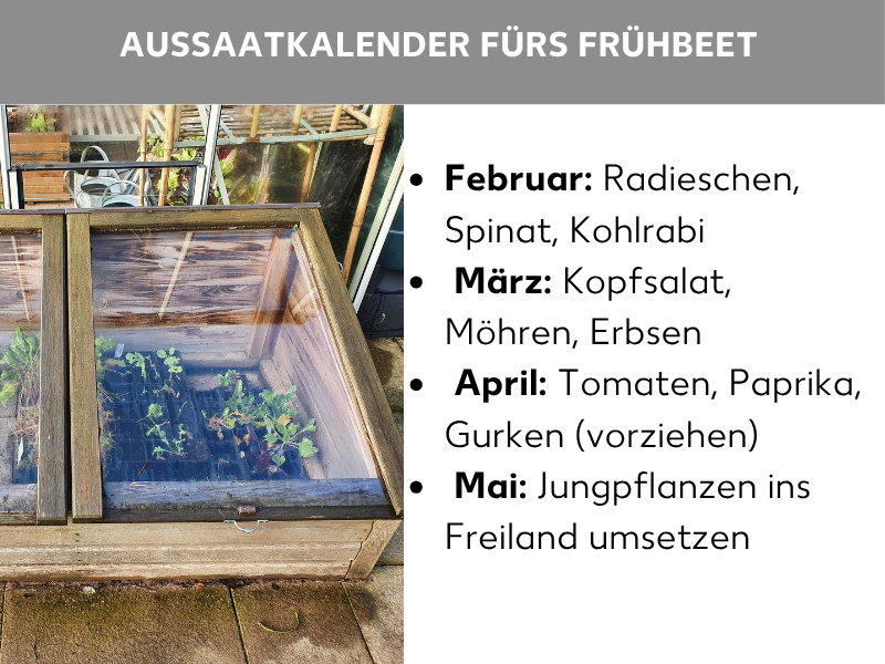 Infografik: Aussaatkalender fürs Frühbeet: Die Liste umfasst vier Punkte: 1. Februar: Radieschen, Spinat und Kohlrabi. 2. März: Kopfsalat, Möhren und Erbsen. 3. April: Tomaten, Paprika und Gurken vorziehen. 4. Mai: Jungpflanzen ins Freiland umsetzen. Im Hintergrund ist ein hölzernes Frühbeet mit aufgeklapptem Glasdeckel zu sehen, in dem Jungpflanzen wachsen.