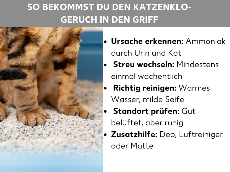 Infografik: So bekommst du den Katzenklo-Geruch in den Griff: Auf der linken Seite zeigt ein Foto die Pfoten einer getigerten Katze, die in einem mit Katzenstreu gefüllten Katzenklo steht. Rechts daneben steht eine Liste mit fünf Tipps gegen Katzenklo-Geruch: 1. Ursache erkennen: Ammoniak durch Urin und Kot. 2. Streu wechseln: Mindestens einmal wöchentlich. 3. Richtig reinigen: Warmes Wasser, milde Seife. 4. Standort prüfen: Gut belüftet, aber ruhig. 5. Zusatzhilfe: Deo, Luftreiniger oder Matte.