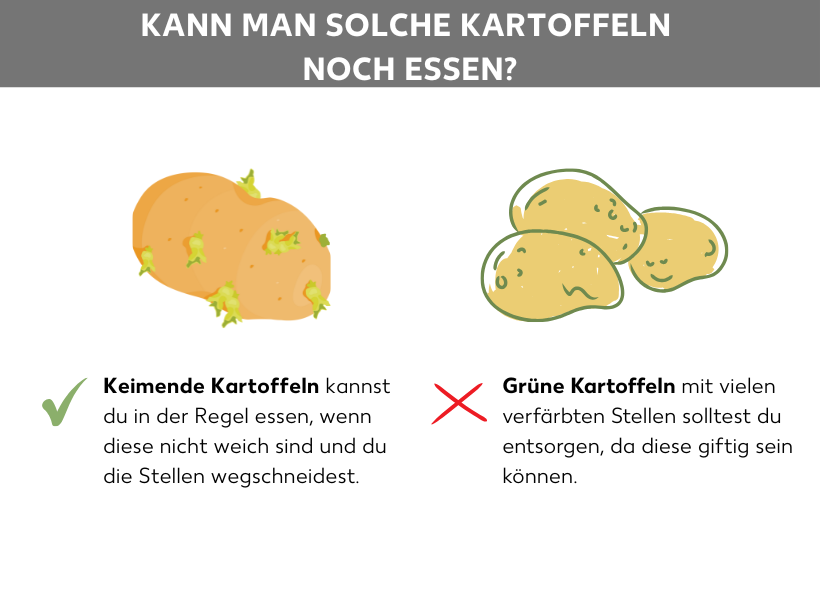 Infografik: Kann man solche Kartoffeln noch essen? Eine Kartoffel, die keimt. Darunter: Keimende Kartoffeln kannst du in der Regel essen, wenn diese nicht weich sind und du die Stellen wegschneidest. Daneben grüne Kartoffeln, darunter: Grüne Kartoffeln mit vielen verfärbten Stellen solltest du entsorgen, da diese giftig sein können.