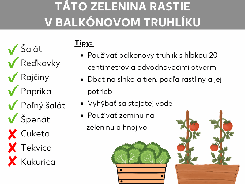 Infografika s názvom „Táto zelenina rastie v balkónovom truhlíku". Na ľavej strane sú dva zoznamy druhov zeleniny: zeleným znakom sú ako vhodné označené šalát, reďkovky, paradajky, paprika, valeriánka a špenát. Červeným krížikom sú ako nevhodné označené cuketa, tekvica a kukurica. Na pravej strane sú štyri tipy: používajte balkónový truhlík s hĺbkou 20 centimetrov a odtokovými otvormi; dbajte na slnko a tieň podľa potrieb rastliny; vyhýbajte sa stojatej vode; používajte zeleninovú zeminu a hnojivo. V dolnej časti sú dva ilustrované balkónové truhlíky – jeden so šalátom a jeden s paradajkami.