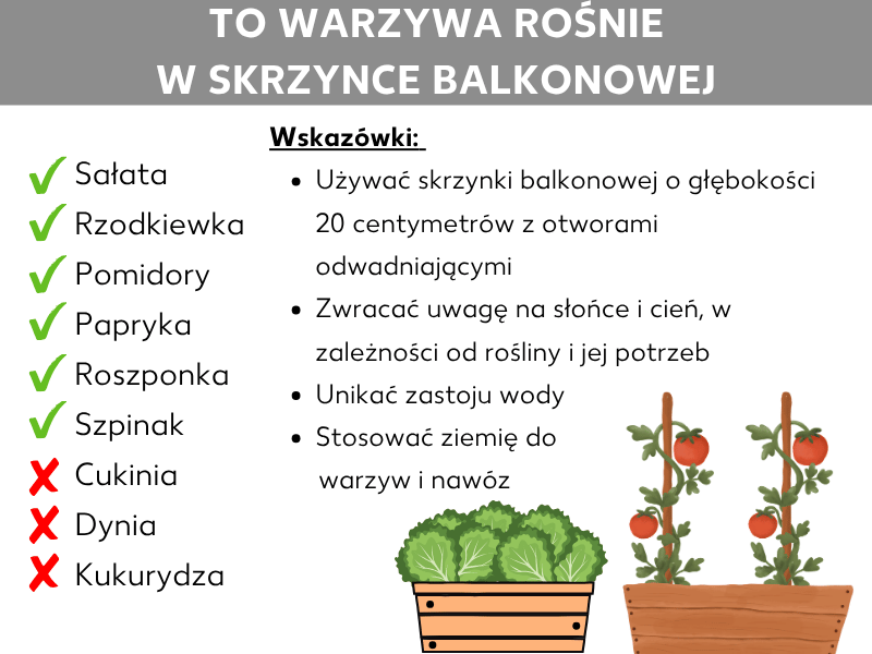 Infografika z tytułem „Te warzywa rosną w skrzynce balkonowej". Po lewej stronie dwie listy odmian warzyw: zielonym znacznikiem oznaczone jako nadające się sałata, rzodkiewka, pomidory, papryka, roszponka i szpinak. Czerwonym krzyżykiem jako nienadające się oznaczono cukinię, dynię i kukurydzę. Po prawej stronie cztery porady: używaj skrzynki balkonowej o głębokości 20 centymetrów z otworami odpływowymi; zwracaj uwagę na słońce i cień w zależności od rośliny i jej potrzeb; unikaj zastoju wody; stosuj ziemię warzywną i nawóz. W dolnej części widać dwie ilustrowane skrzynki balkonowe – jedną z sałatą, drugą z pomidorami.