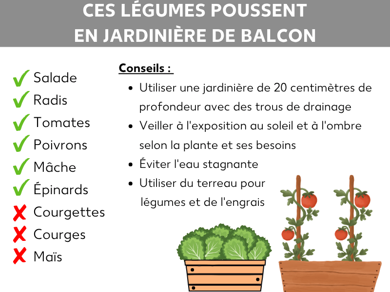 Infographie intitulée « Quels légumes poussent en jardinière de balcon ». Sur la gauche, deux listes de légumes : marqués d'une coche verte comme adaptés, on retrouve la salade, les radis, les tomates, le poivron, la mâche et les épinards. Marqués d'une croix rouge comme inadaptés : la courgette, la courge et le maïs. Sur la droite, quatre conseils : utiliser une jardinière d'au moins 20 centimètres de profondeur avec des trous de drainage ; adapter l'exposition selon les besoins de chaque plante ; éviter l'eau stagnante ; utiliser un terreau pour potager et de l'engrais. En bas, deux jardinières illustrées — l'une avec de la salade, l'autre avec des plants de tomates.