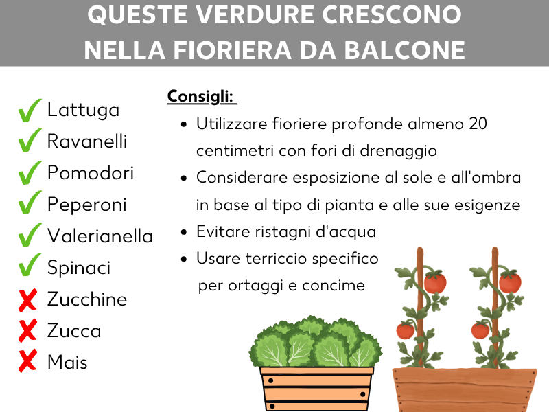 Infografica dal titolo «Quali ortaggi crescono nella fioriera da balcone». Sul lato sinistro ci sono due elenchi di ortaggi: contrassegnati con una spunta verde come adatti ci sono insalata, ravanelli, pomodori, peperoni, soncino e spinaci. Contrassegnati con una X rossa come non adatti ci sono zucchine, zucca e mais. Sul lato destro si trovano quattro consigli: usare una fioriera profonda almeno 20 centimetri e con fori di drenaggio; fare attenzione a sole e ombra in base alle esigenze della pianta; evitare i ristagni d'acqua; utilizzare terriccio per ortaggi e concime. In basso sono raffigurate due fioriere illustrate: una con insalata e una con piantine di pomodoro.