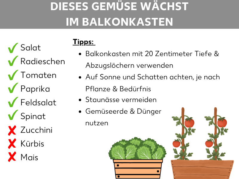 Infografik mit dem Titel „Dieses Gemüse wächst im Balkonkasten". Auf der linken Seite sind zwei Listen mit Gemüsesorten: Mit grünem Häkchen als geeignet markiert sind Salat, Radieschen, Tomaten, Paprika, Feldsalat und Spinat. Mit rotem X als ungeeignet markiert sind Zucchini, Kürbis und Mais. Auf der rechten Seite stehen vier Tipps: Balkonkasten mit 20 Zentimeter Tiefe und Abzugslöchern verwenden; auf Sonne und Schatten achten, je nach Pflanze und Bedürfnis; Staunässe vermeiden; Gemüseerde und Dünger nutzen. Im unteren Bereich sind zwei illustrierte Balkonkästen abgebildet – einer mit Salat, einer mit Tomatenpflanzen.