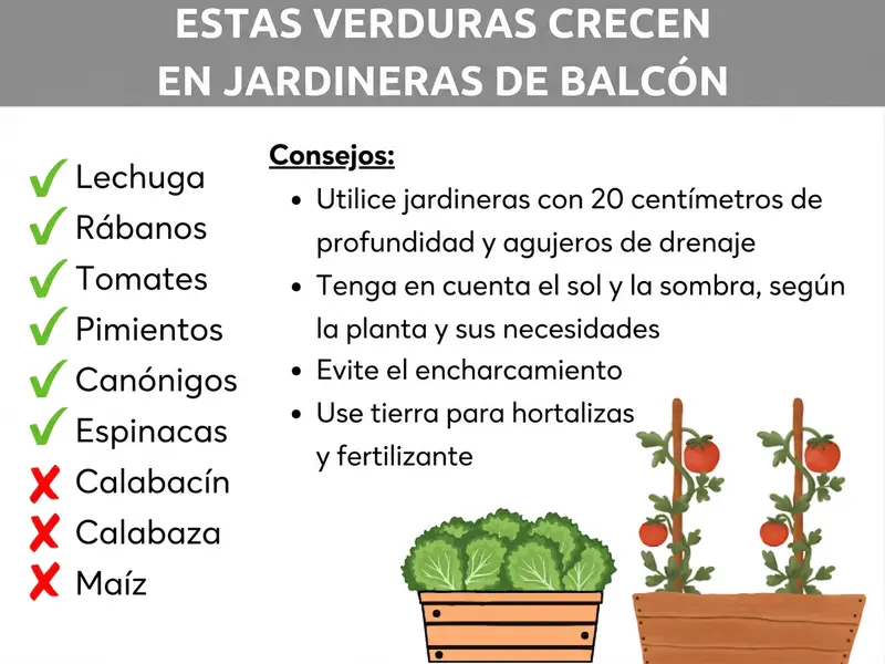 Infografía con el título «Estas verduras crecen en la jardinera de balcón». En el lado izquierdo aparecen dos listas de variedades: marcadas con un check verde como aptas están la lechuga, los rabanitos, los tomates, los pimientos, los canónigos y las espinacas. Marcadas con una X roja como no aptas están el calabacín, la calabaza y el maíz. En el lado derecho se muestran cuatro consejos: usar una jardinera con 20 centímetros de profundidad y agujeros de drenaje; tener en cuenta el sol y la sombra según la planta y sus necesidades; evitar el encharcamiento; utilizar sustrato para hortalizas y abono. En la parte inferior se ilustran dos jardineras de balcón: una con lechuga y otra con tomateras.