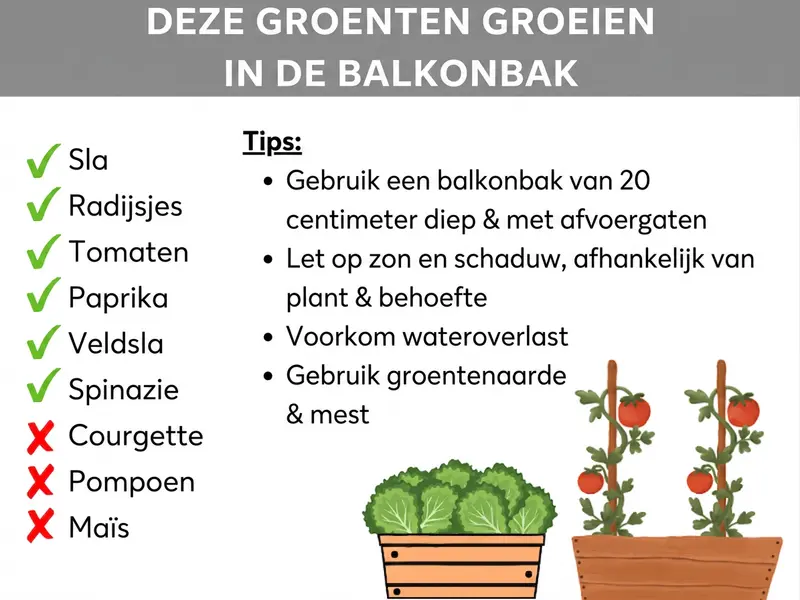 Infographic met de titel "Deze groenten groeien in de balkonbak". Aan de linkerkant staan twee lijsten met groentesoorten: met een groen vinkje als geschikt gemarkeerd zijn sla, radijsjes, tomaten, paprika, veldsla en spinazie. Met een rood kruis als ongeschikt gemarkeerd zijn courgette, pompoen en maïs. Aan de rechterkant staan vier tips: gebruik een balkonbak met 20 centimeter diepte en afvoergaatjes; let op zon en schaduw, afhankelijk van de plant en de behoefte; voorkom wateroverlast; gebruik groentegrond en meststof. Onderaan zijn twee geïllustreerde balkonbakken afgebeeld – een met sla en een met tomatenplanten.