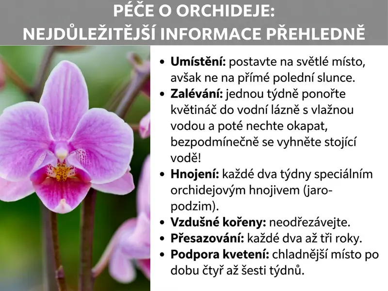 Infografika „Péče o orchideje“: Přehled nejdůležitějších bodů – umístění, zálivka, hnojení, vzdušné kořeny, přesazování a podpora kvetení.