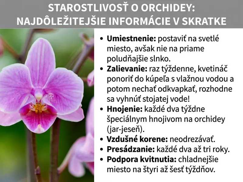 Infografika: „Pestovanie orchideí: najdôležitejšie informácie v kocke" – Prehľad starostlivosti s fotografiou ružovo-fialovej orchidey Phalaenopsis na ľavej strane. Napravo je šesť bodov starostlivosti: Umiestnenie: postavte na svetlé miesto, nie však na priame poludňajšie slnko. Zalievanie: raz týždenne ponorte kvetináč do vlažnej vody a nechajte odkvapkať, rozhodne sa vyhnite stojatej vode. Hnojenie: od jari do jesene každé dva týždne špeciálnym hnojivom na orchidey. Vzdušné korene: neodstrihávajte. Presádzanie: každé dva až tri roky. Podpora kvitnutia: na štyri až šesť týždňov presuňte na chladnejšie miesto.