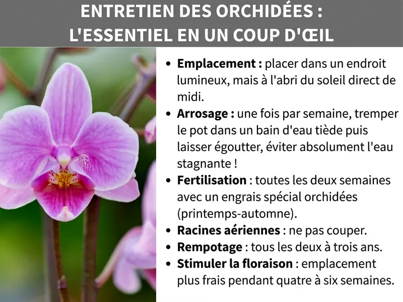Infographie : « Entretien des orchidées : l'essentiel en un coup d'œil » – Un guide d'entretien avec la photo d'une orchidée Phalaenopsis rose-violet sur la gauche. À droite, six points d'entretien sont listés : Emplacement : privilégier un endroit lumineux, sans soleil direct de midi. Arrosage : une fois par semaine, plonger le pot dans un bain d'eau tiède puis laisser égoutter, éviter absolument l'eau stagnante. Engrais : toutes les deux semaines avec un engrais spécial orchidées, du printemps à l'automne. Racines aériennes : ne pas les couper. Rempotage : tous les deux à trois ans. Stimuler la floraison : placer dans un endroit plus frais pendant quatre à six semaines.