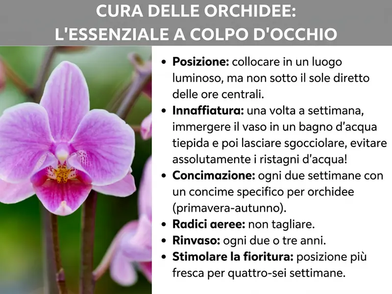 Infografica: «Cura delle orchidee: i punti chiave» – Una panoramica sulla cura con una foto di un'orchidea Phalaenopsis rosa-viola sulla sinistra. Sulla destra sono indicati sei punti essenziali: Posizione: collocarla in un luogo luminoso, evitando il sole diretto di mezzogiorno. Irrigazione: una volta alla settimana, immergere il vaso in acqua tiepida e lasciarlo sgocciolare, evitando assolutamente i ristagni d'acqua. Concimazione: ogni due settimane con un concime specifico per orchidee, dalla primavera all'autunno. Radici aeree: non tagliarle. Rinvaso: ogni due o tre anni. Stimolare la fioritura: posizione più fresca per quattro-sei settimane.