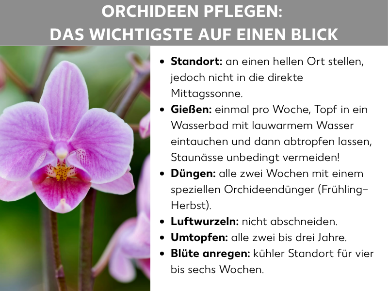 Infografik: „Orchideen pflegen: Das Wichtigste auf einen Blick" – Eine Pflegeübersicht mit einem Foto einer rosa-violetten Phalaenopsis-Orchidee auf der linken Seite. Rechts daneben stehen sechs Pflegepunkte als Aufzählung: Standort: an einen hellen Ort stellen, jedoch nicht in die direkte Mittagssonne. Gießen: einmal pro Woche, Topf in ein Wasserbad mit lauwarmem Wasser eintauchen und dann abtropfen lassen, Staunässe unbedingt vermeiden. Düngen: alle zwei Wochen mit einem speziellen Orchideendünger von Frühling bis Herbst. Luftwurzeln: nicht abschneiden. Umtopfen: alle zwei bis drei Jahre. Blüte anregen: kühler Standort für vier bis sechs Wochen.