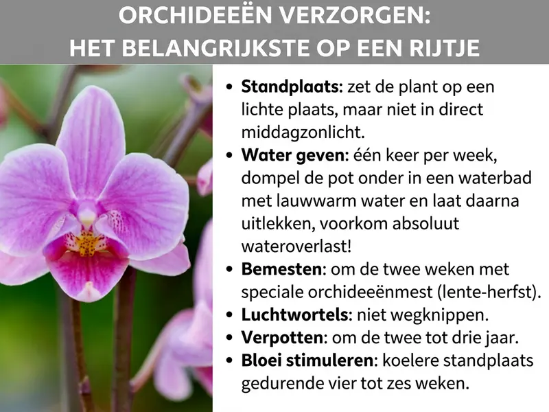 Infographic: "Orchideeën verzorgen: het belangrijkste op een rij" – Een verzorgingsoverzicht met een foto van een roze-paarse phalaenopsis-orchidee aan de linkerkant. Rechts daarnaast staan zes verzorgingstips als opsomming: Standplaats: op een lichte plek zetten, maar niet in de directe middagzon. Gieten: een keer per week, de pot in een waterbad met lauwwarm water dompelen en vervolgens laten uitlekken, wortelrot absoluut vermijden. Bemesten: elke twee weken met een speciale orchideeënmest van lente tot herfst. Luchtwortels: niet afknippen. Verpotten: elke twee tot drie jaar. Bloei stimuleren: koelere standplaats gedurende vier tot zes weken.