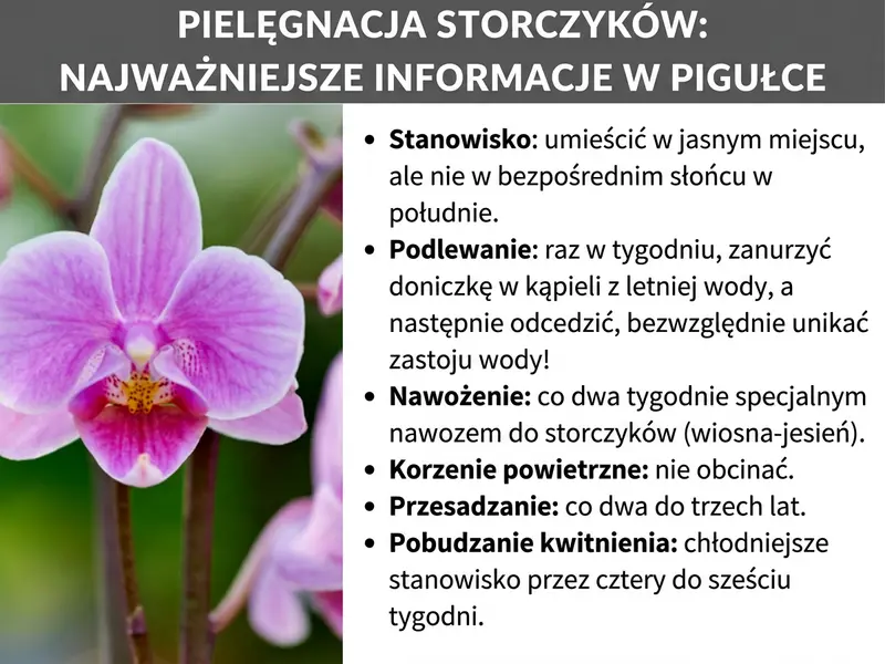 Infografika: „Pielęgnacja storczyków: najważniejsze informacje w skrócie" – zestawienie zasad pielęgnacji ze zdjęciem różowo-fioletowego storczyka Phalaenopsis po lewej stronie. Po prawej sześć punktów w formie listy: Stanowisko: jasne miejsce, ale nie bezpośrednie słońce w południe. Podlewanie: raz w tygodniu, zanurzenie doniczki w letniej wodzie, a następnie odcieknięcie – bezwzględnie unikać zastoju wody. Nawożenie: co dwa tygodnie specjalnym nawozem do storczyków od wiosny do jesieni. Korzenie powietrzne: nie obcinać. Przesadzanie: co dwa do trzech lat. Pobudzanie kwitnienia: chłodniejsze stanowisko przez cztery do sześciu tygodni.