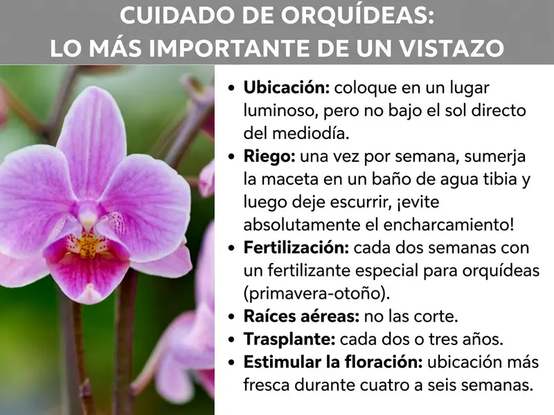 Infografía: «Cómo cuidar orquídeas: lo más importante de un vistazo» – Una guía de cuidados con una foto de una orquídea Phalaenopsis rosa-violeta en el lado izquierdo. A la derecha aparecen seis puntos de cuidado en forma de lista: ubicación: colocar en un lugar luminoso, pero sin sol directo del mediodía. Riego: una vez por semana, sumergir la maceta en un baño de agua templada y dejar escurrir; evitar el encharcamiento a toda costa. Abono: cada dos semanas con un abono especial para orquídeas, de primavera a otoño. Raíces aéreas: no cortarlas. Trasplante: cada dos o tres años. Estimular la floración: ubicación fresca durante cuatro a seis semanas.