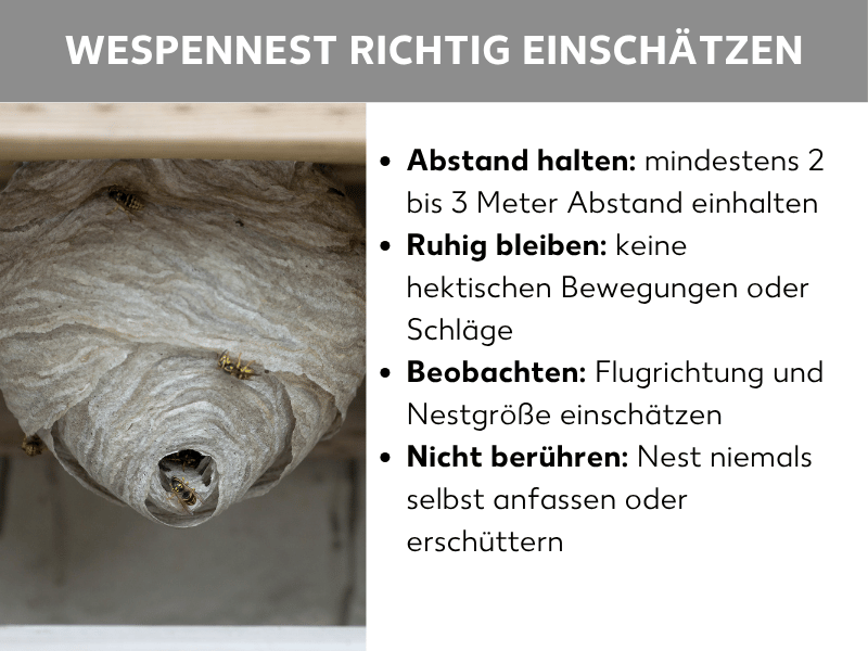 Infografik: Wespennest richtig einschätzen: Links ein Foto eines grauen, tütenförmigen Wespennests mit mehreren Wespen, das an einem Holzbalken unter einer Dachkante hängt. Rechts eine Liste mit vier Punkten: 1. Abstand halten: mindestens 2 bis 3 Meter Abstand einhalten. 2. Ruhig bleiben: keine hektischen Bewegungen oder Schläge. 3. Beobachten: Flugrichtung und Nestgröße einschätzen. 4. Nicht berühren: Nest niemals selbst anfassen oder erschüttern.