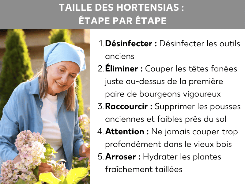 Infographie : comment tailler les hortensias étape par étape. L'illustration montre une femme portant un foulard bleu en train de tailler des hortensias. La liste comprend cinq points : 1. Désinfecter : nettoyer les outils. 2. Retirer : couper les fleurs fanées juste au-dessus de la première paire de bourgeons vigoureux. 3. Raccourcir : supprimer les rameaux anciens et faibles au ras du sol. 4. Précaution : ne jamais couper trop profondément dans le vieux bois. 5. Arroser : bien hydrater les plantes fraîchement taillées.