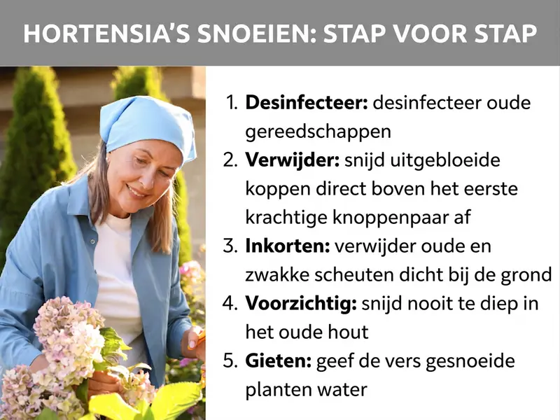 Infographic: Hortensia snoeien: stap voor stap. De afbeelding toont een vrouw met een blauwe hoofddoek die hortensia's snoeit. De lijst bevat vijf punten: 1. Desinfecteren: oud gereedschap desinfecteren. 2. Verwijderen: uitgebloeide bloemkoppen direct boven het eerste stevige knoppenpaar afknippen. 3. Inkorten: oude en zwakke takken vlak boven de grond verwijderen. 4. Voorzichtig: nooit te diep in het oude hout snoeien. 5. Water geven: vers gesnoeide planten water geven.