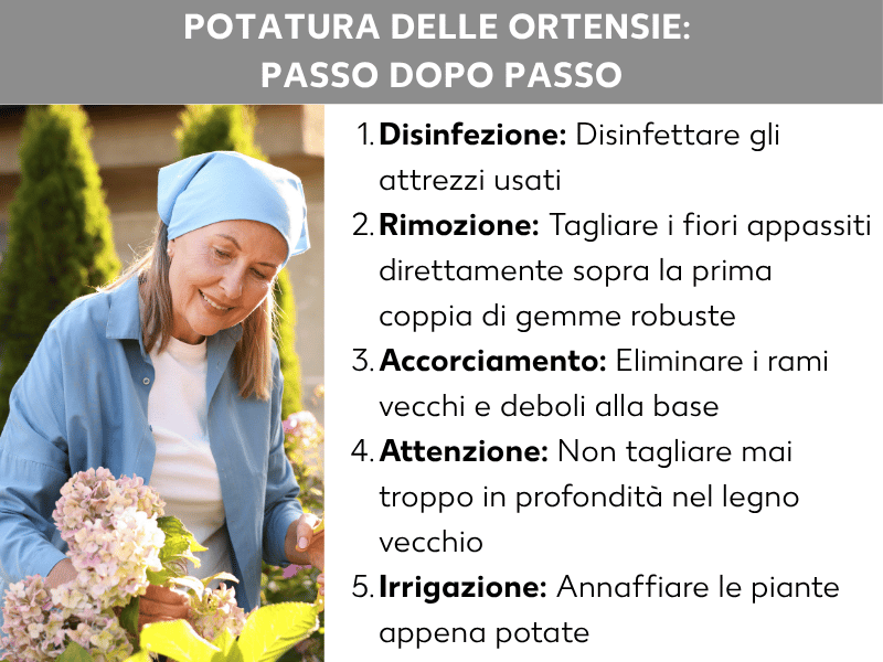 Infografica: potatura ortensie passo per passo. L'immagine mostra una donna con un foulard blu che pota delle ortensie. L'elenco comprende cinque punti: 1. Disinfettare: igienizzare gli attrezzi usati. 2. Rimuovere: tagliare i fiori secchi appena sopra la prima coppia di gemme robuste. 3. Sfoltire: eliminare i rami vecchi e deboli tagliandoli alla base. 4. Attenzione: non tagliare mai troppo in profondità nel legno vecchio. 5. Innaffiare: bagnare bene le piante appena potate.