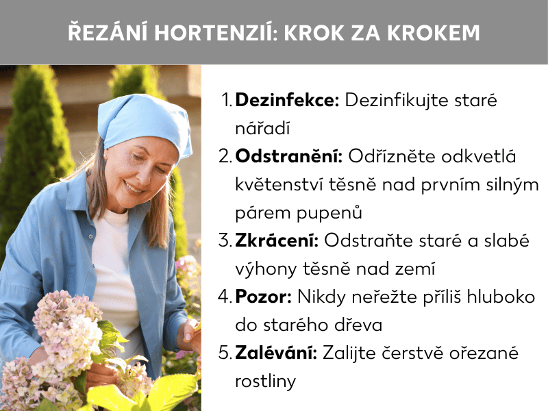 Infografika: Stříhání hortenzií krok za krokem. Na obrázku je žena s modrým šátkem, která stříhá hortenzie. Seznam ukazuje pět kroků: 1. Dezinfekce: Vydezinfikujte nářadí. 2. Odstranění: Odkvetlé květy odstřihněte těsně nad prvním silným párem pupenů. 3. Zkrácení: Staré a slabé výhony odstraňte u země. 4. Opatrnost: Nikdy nestříhejte příliš hluboko do starého dřeva. 5. Zalévání: Čerstvě ostříhanou rostlinu důkladně zalijte.