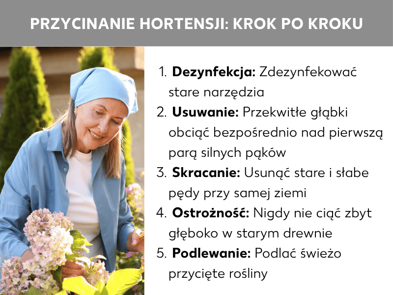 Infografika przedstawiająca cięcie hortensji krok po kroku. Na grafice znajduje się kobieta w niebieskiej chustce na głowie, która przycina hortensje. Lista obejmuje pięć punktów: 1. Dezynfekcja: zdezynfekuj narzędzia. 2. Usuwanie: przekwitłe kwiatostany odetnij tuż nad pierwszą silną parą pąków. 3. Skracanie: stare i słabe pędy usuń przy ziemi. 4. Ostrożność: nie tnij za głęboko w stare drewno. 5. Podlewanie: podlej świeżo przycięte rośliny.