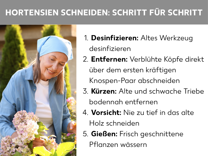 Infografik: Hortensien schneiden: Schritt für Schritt. Die Grafik zeigt eine Frau mit blauem Kopftuch beim Schneiden von Hortensien. Die Liste umfasst fünf Punkte: 1. Desinfizieren: Altes Werkzeug desinfizieren. 2. Entfernen: Verblühte Köpfe direkt über dem ersten kräftigen Knospen-Paar abschneiden. 3. Kürzen: Alte und schwache Triebe bodennah entfernen. 4. Vorsicht: Nie zu tief in das alte Holz schneiden. 5. Gießen: Frisch geschnittene Pflanzen wässern.