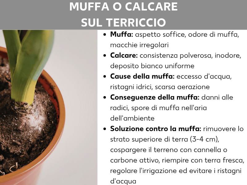 Infografica „Muffa o calcare sul terriccio“: a sinistra la foto di un vaso con patina bianca sulla terra. A destra un elenco puntato: la muffa è soffice, ha un odore di stantio e forma macchie irregolari; il calcare è polveroso, inodore e crea una patina bianca uniforme. Le cause della muffa sono eccesso d'acqua, ristagno e poca aerazione. Le conseguenze: danni alle radici e spore nell'aria. Soluzione contro la muffa: rimuovere lo strato superficiale (3–4 cm), cospargere la terra con cannella o carbone attivo, aggiungere terriccio fresco, regolare le annaffiature ed evitare i ristagni d'acqua.