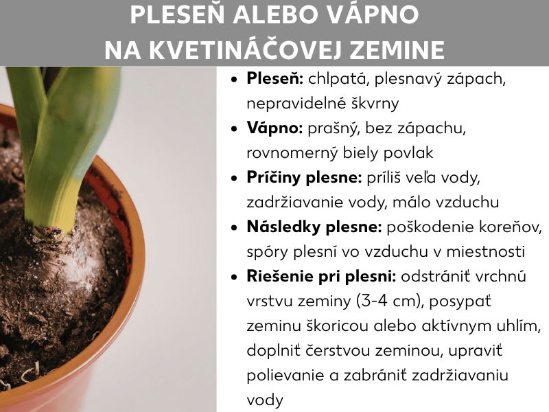 Infografika „Pleseň alebo vodný kameň na substráte": Vľavo fotografia kvetináča s bielym povlakom na substráte. Vpravo zoznam: pleseň je chlpatá, zatuchnutá a tvorí nepravidelné škvrny; vodný kameň je práškovitý, bez zápachu a tvorí rovnomerný biely povlak. Príčiny plesne: príliš veľa vody, stojatá voda a nedostatok vzduchu. Následky plesne: poškodenie koreňov a spóry plesne vo vzduchu. Riešenie pri plesni: odstrániť vrchnú vrstvu substrátu (tri až štyri centimetre), posypať škoricou alebo aktívnym uhlím, doplniť čerstvým substrátom, upraviť zalievanie a zabrániť stojatej vode.
